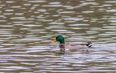 Duck on water scene. Duck water. Duck swim. Ducks swimming water