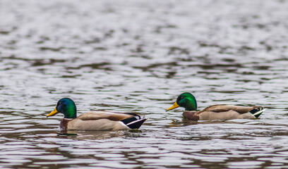 Duck on water scene. Duck water. Duck swim. Ducks swimming water