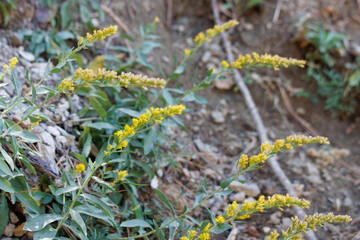 Yellow flowering terminal indeterminate racemose radiate head inflorescence of Solidago Velutina, Asteraceae, native perennial gynomonoecious deciduous herb in the San Emigdio Mountains, Autumn.