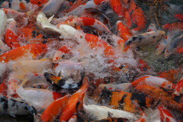 landscape A large group of orange-white koi fish swimming for food in the pond can be taken as a background image.