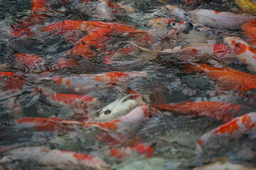 landscape A large group of orange-white koi fish swimming for food in the pond can be taken as a background image.