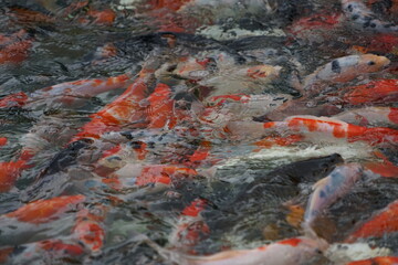 Obraz na płótnie Canvas landscape A large group of orange-white koi fish swimming for food in the pond can be taken as a background image.
