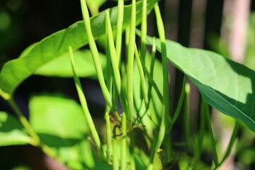 Amsonia lśniąca Amsonia illustris