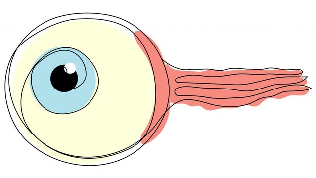 Self-drawing eyeball in one line with a colored silhouette on a white screen. Animation for examination of vision, eye health, and ophthalmology. Stock 4k whiteboard video with human eye.