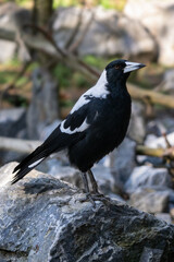 Fototapeta premium Australian magpie perched on a stone, Gymnorhina tibicen
