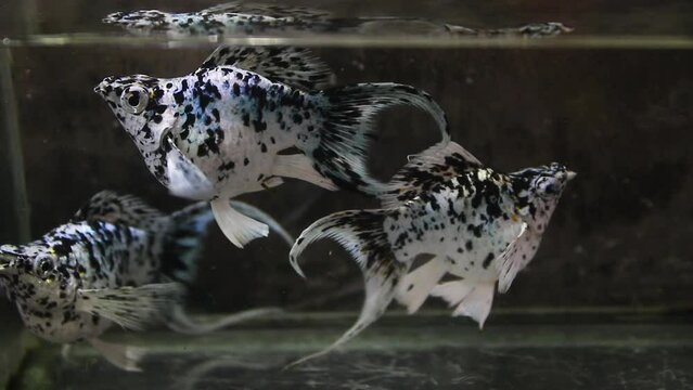 three freshwater ornamental fish molly Poecilia sphenops, white with black spots. in an aquarium container