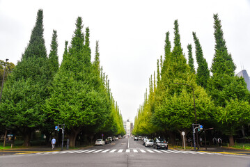 イチョウ並木　-明治神宮外苑-