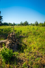 Rural landscape green grass and trees