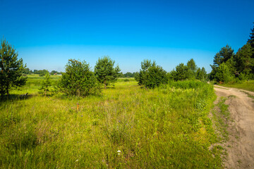 Sandy road in forest