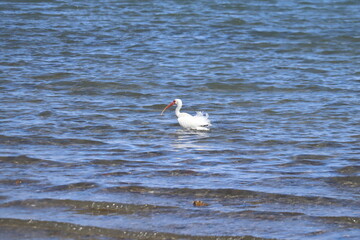 A White Ibis wading along the edge of the ocean