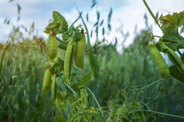 Close-up of bunches of green peas in a farmer's field. Spring. Summer. Harvest, food security. Selective and soft focus. - obrazy, fototapety, plakaty