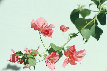 pink bougainvillea on green background
