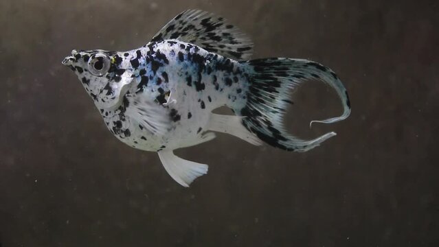 freshwater ornamental fish Molly "Poecilia sphenops" white with black spots. The pattern is like dog fur. in an aquarium container