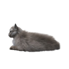 Obraz premium cat isolated on white background, 3D illustration, cg render