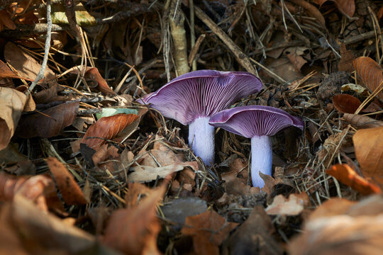 Lepista nuda edible mushroom