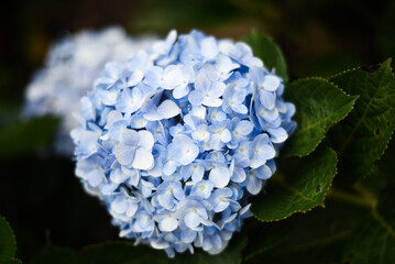 Hydrangea flowers in the city of Da Lat in Vietnam
