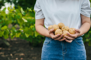 The farmer holds on her hands a bunch of potatoes collected from the garden. The concept of harvest...