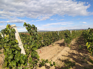 ripe green grapes in autumn near Bacau in Northern Romania.