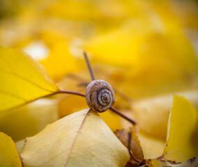 Snail and yellow leaves. yellow background
