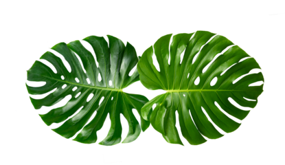 Monstera leaves leaves with Isolate  Leaves on transparent background PNG file