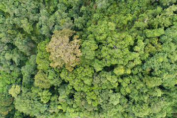 Aerial view Drone camera top view rainforest trees ecology with healthy environment concept and summer background,High angle view