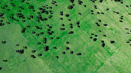 buffalo animal husbandry, breeding and animal husbandry in productive nature