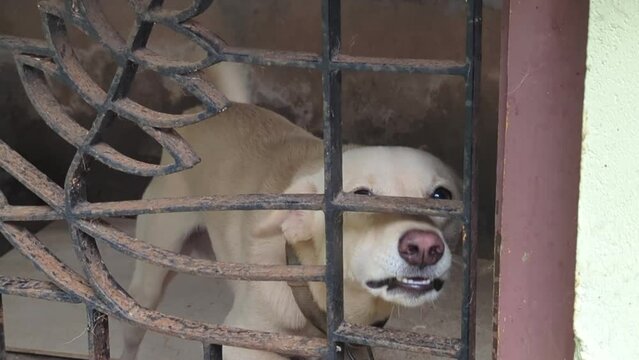 a white indian pariah breed dog barking and growling angrily from its kennel with iron bars.