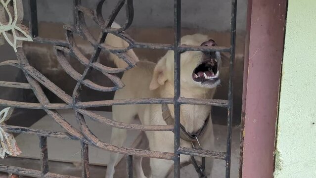 a white indian pariah breed dog barking and growling angrily from its kennel with iron bars.