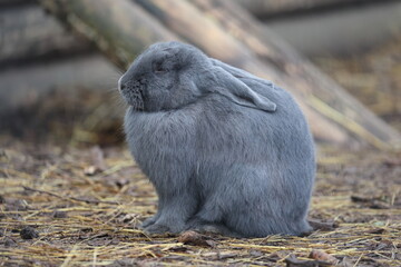 rescued grey rabbit on a animal sanctuary resting on the ground