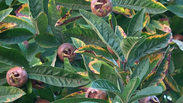 Medlar fruit Mespilus germanica on a branch