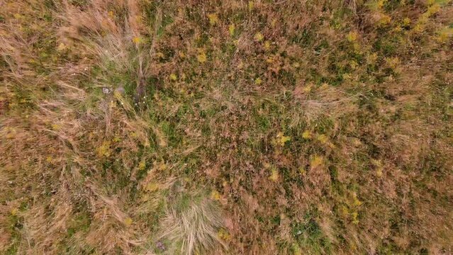 Top down (birds eye view) dronevideo of a meadow with moody autumn collors whit 2 cows (Livestock). These cows are black and white so there is a lot of contrast. This video is shot in nature.