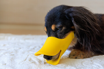 行儀が悪いので口輪をされ意気消沈する犬