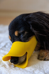 行儀が悪いので口輪をされ意気消沈する犬