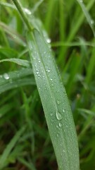 water drops on a grass