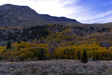 June Lake Loop Fall Colors