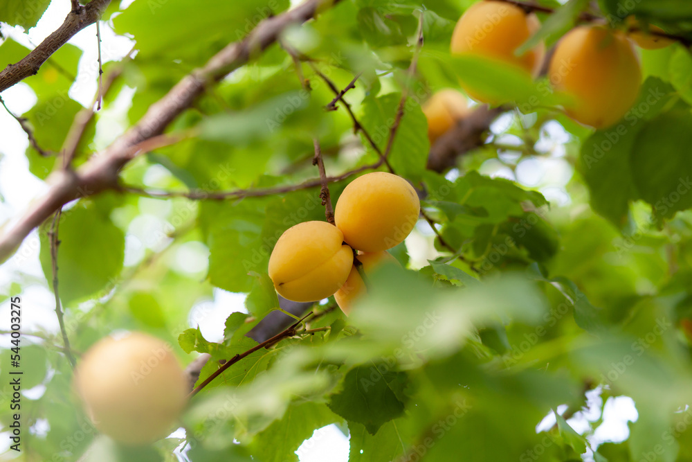 Poster apricots on apricot tree. summer fruits. ripe apricots on a tree branch. close up