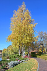 Naklejka premium Picturesque trees near the pond in the park