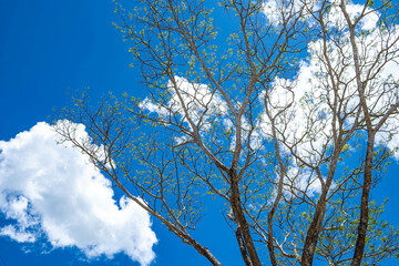 Branch of tree with blue sky and white cloud in background