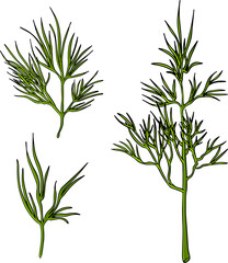 
Dill. A set of bunch and twigs of dill. Vector image isolated on white background.
