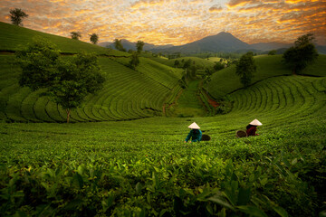 landscape photo for Vietnamese working in tea plantation at long coc mountain - 544005873