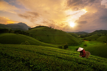landscape photo for Vietnamese working in tea plantation at long coc mountain
