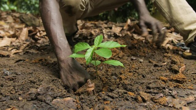 A man planting a new cocoa tree in the ground, in Ivory Coast