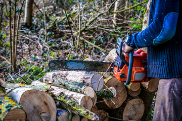 Coupe de bois dans la forêt à la tronçonneuse