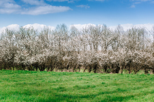 Arbres fleuris dans la prairie