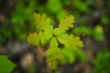 Feuilles de chêne