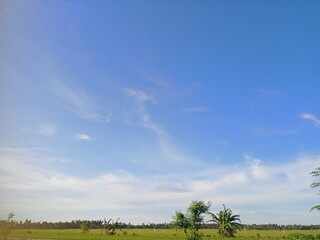 field and blue sky