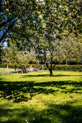 Verger dans la campagne