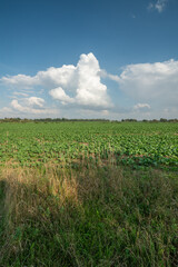 Obraz premium rural whit new harvest