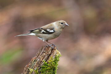 Fototapeta premium A profile portrait of a female chaffinch, Fringilla coelebs, as she perches on an old tree stump. The background is natural and out of focus