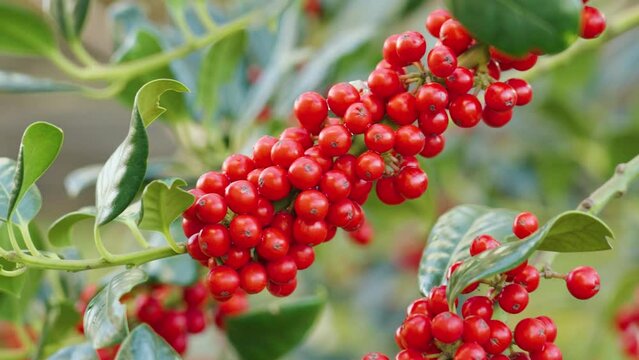A bunch of ripe red berries on a branch with green foliage close-up